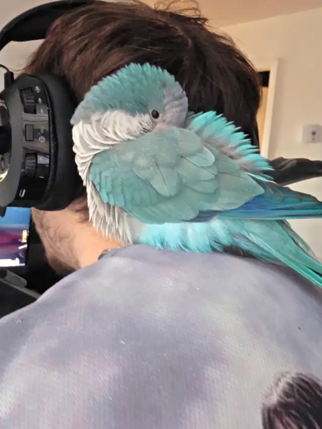 Quaker bleu - Photo 10