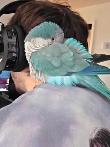 Quaker bleu - Photo 10
