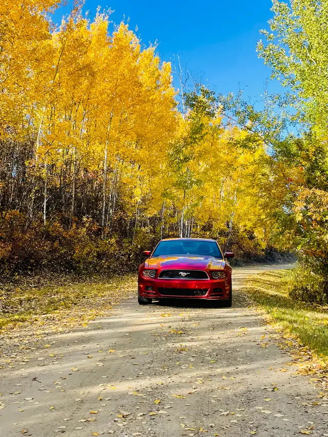 Ford Mustang - Photo 3