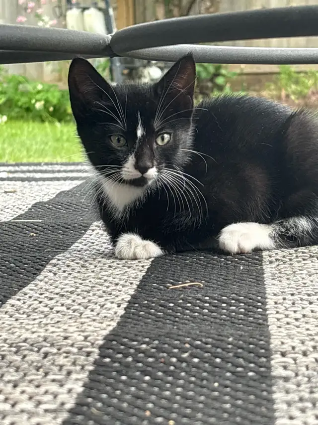 Kitten for sale
