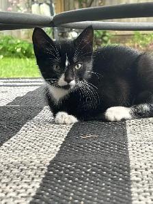 Kitten for sale