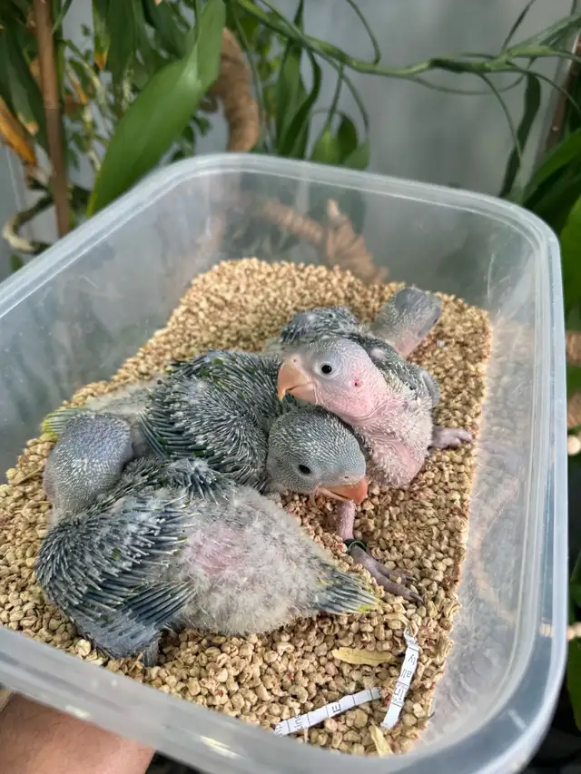 Alexandrine Babies parrot