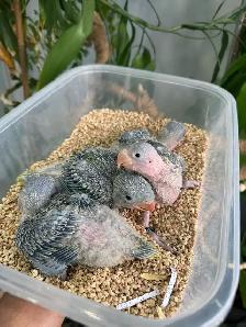 Alexandrine Babies parrot