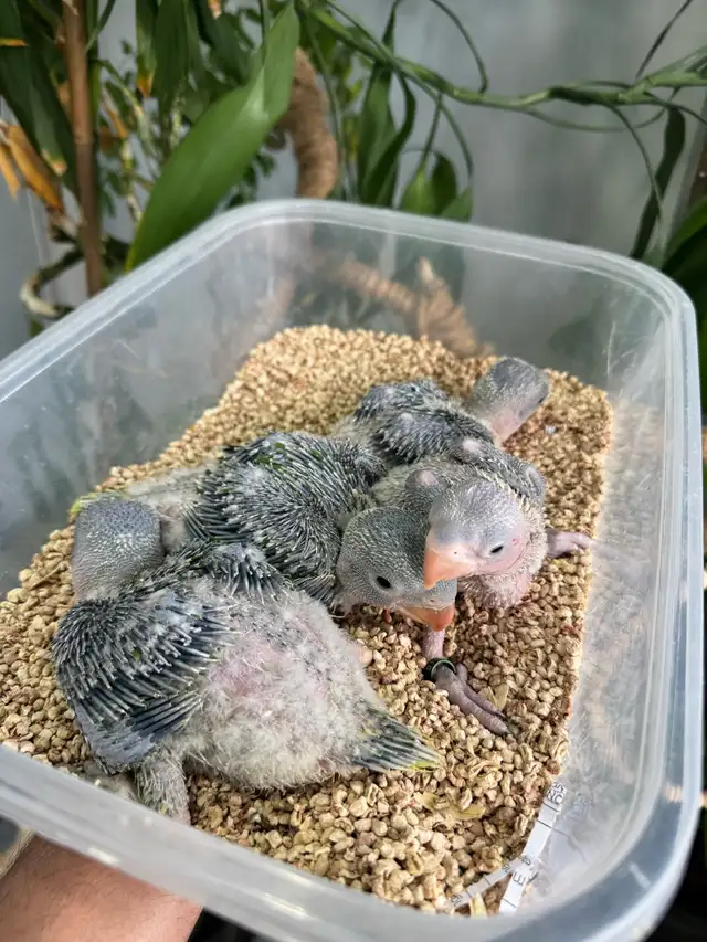 Alexandrine Babies parrot - Photo 2