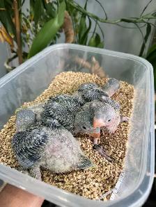 Alexandrine Babies parrot - Photo 2