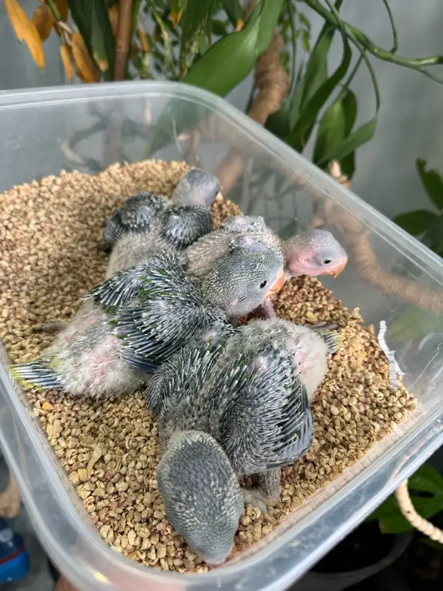 Alexandrine Babies parrot - Photo 3