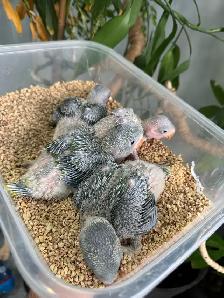 Alexandrine Babies parrot - Photo 3