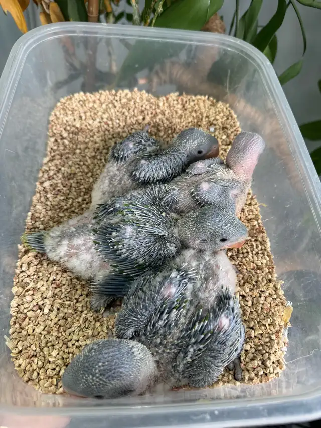Alexandrine Babies parrot - Photo 4