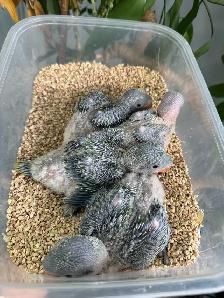 Alexandrine Babies parrot - Photo 4