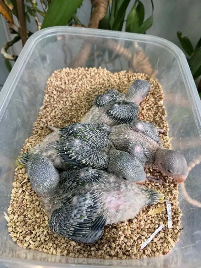 Alexandrine Babies parrot - Photo 5