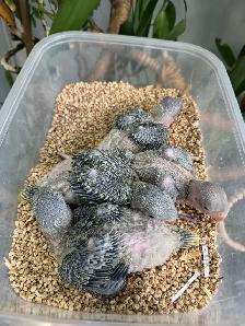 Alexandrine Babies parrot - Photo 5