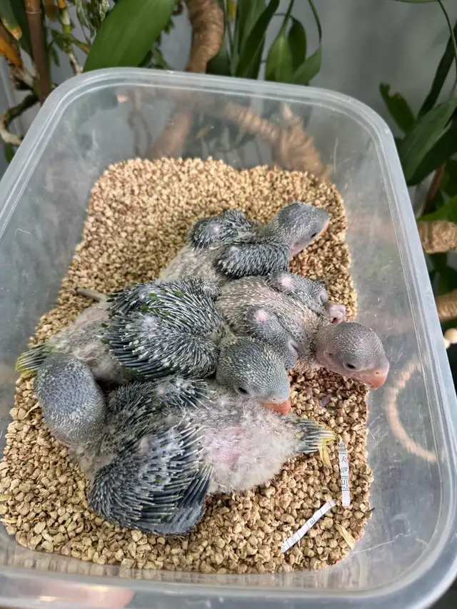 Alexandrine Babies parrot - Photo 6