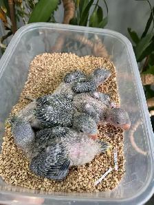 Alexandrine Babies parrot - Photo 6