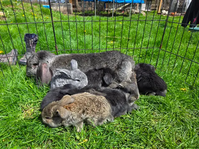 French Lop Bunnies
