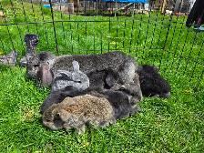 French Lop Bunnies