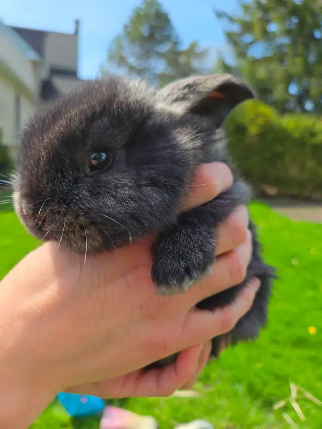 French Lop Bunnies - Photo 2