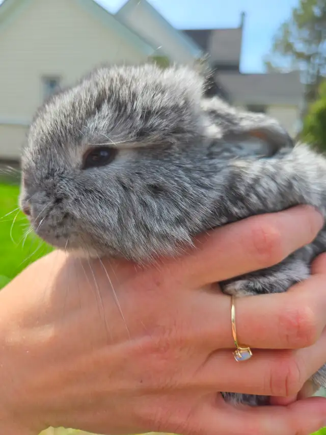 French Lop Bunnies - Photo 3