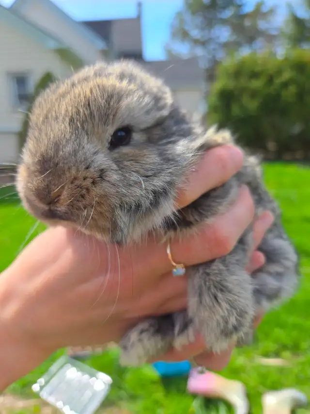 French Lop Bunnies - Photo 4