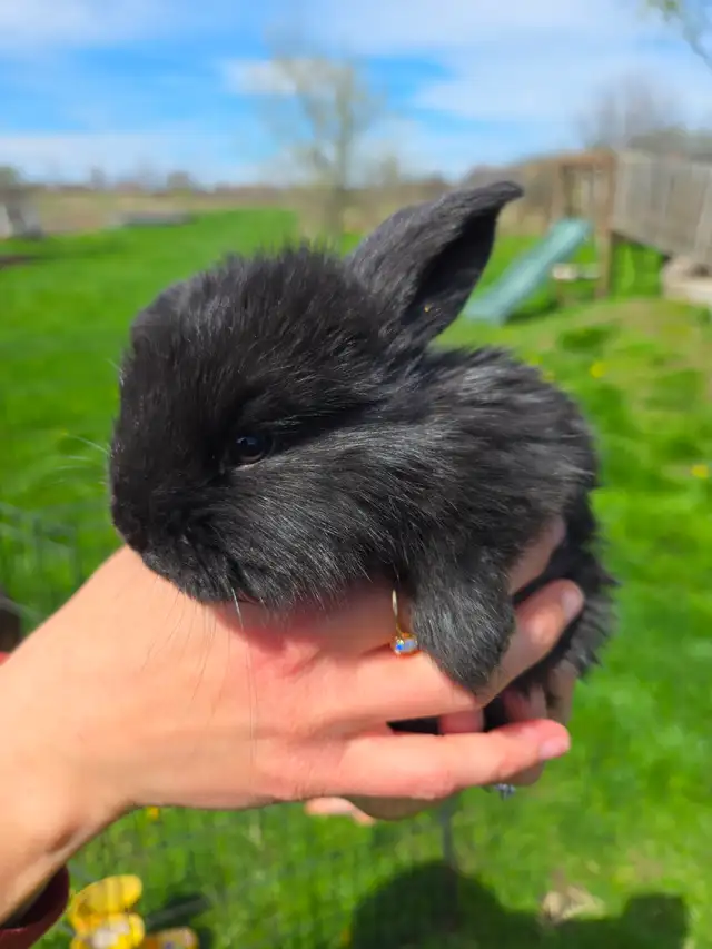French Lop Bunnies - Photo 5