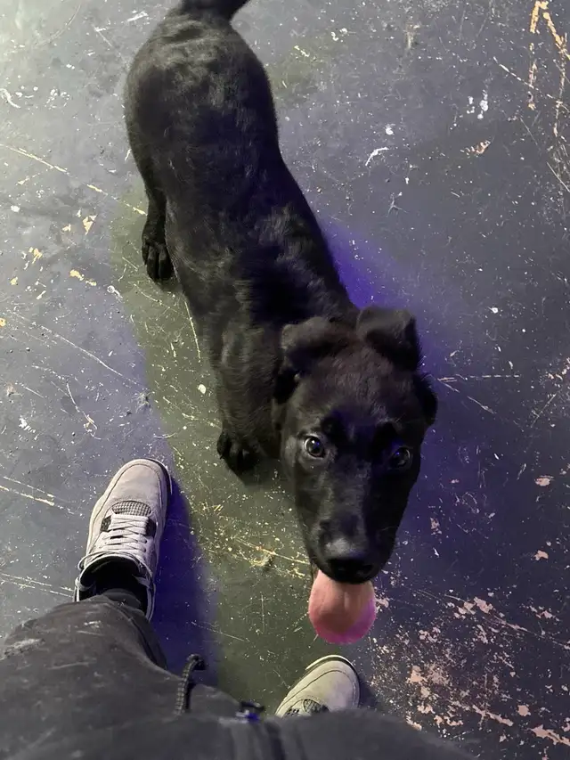 Bébé Malinois