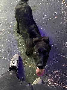 Bébé Malinois