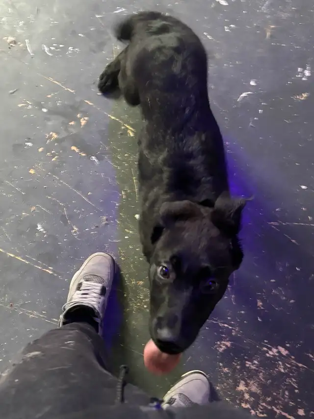 Bébé Malinois - Photo 2