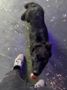 Bébé Malinois - Photo 2