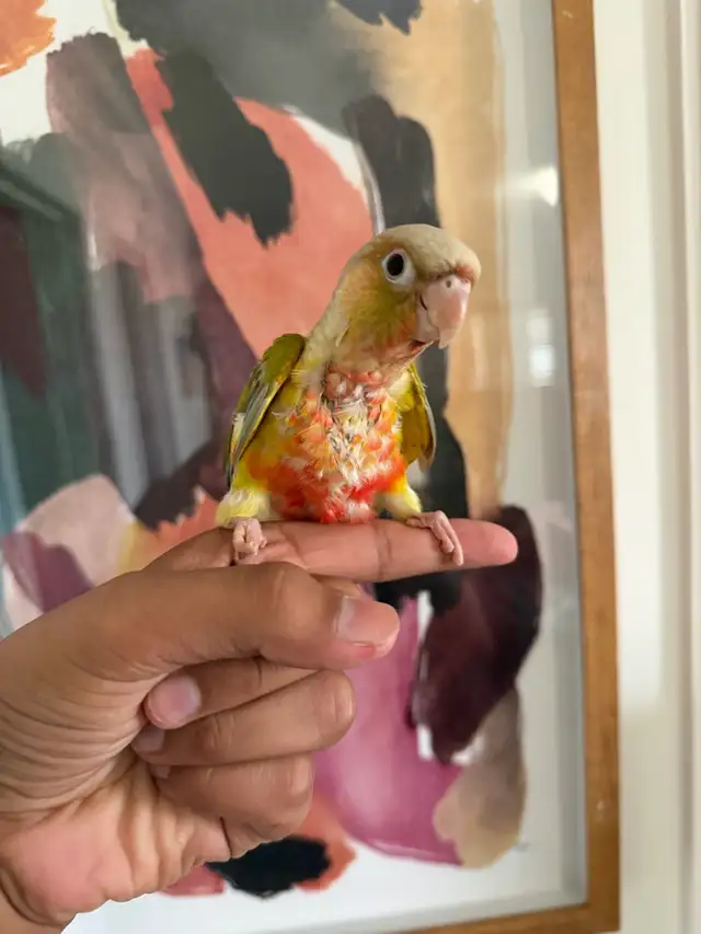 Baby Conures - Photo 2
