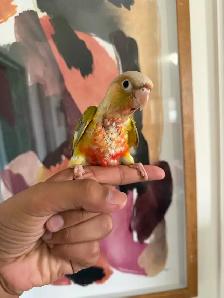 Baby Conures - Photo 2