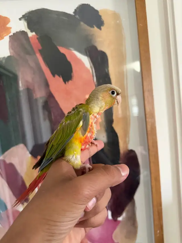 Baby Conures - Photo 3