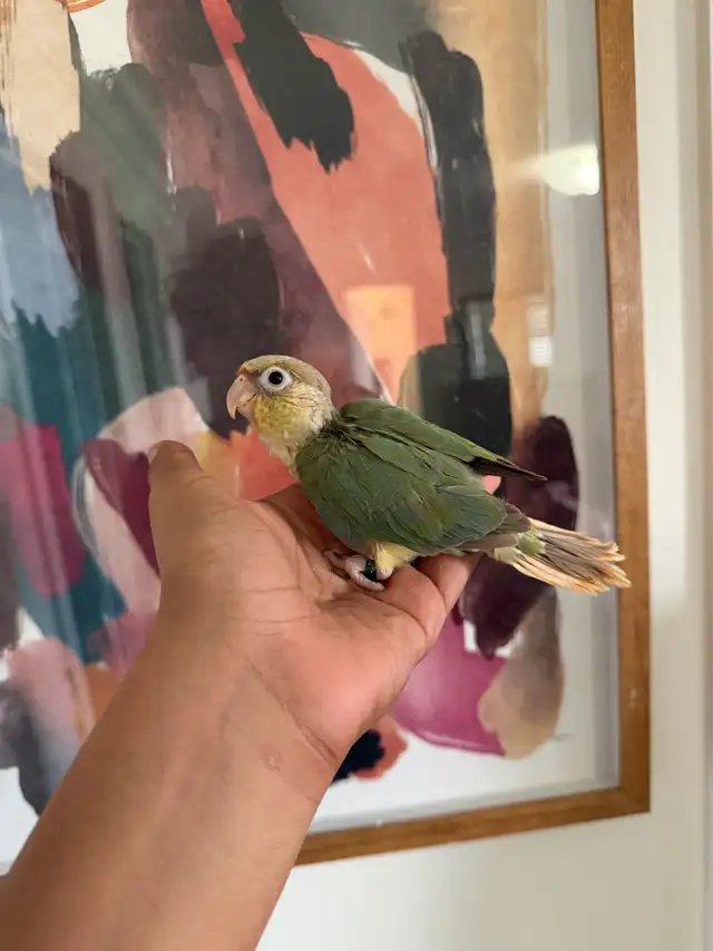 Baby Conures - Photo 4