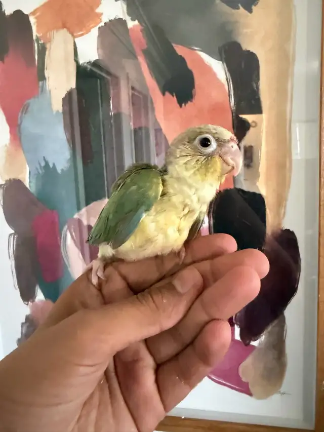 Baby Conures - Photo 5