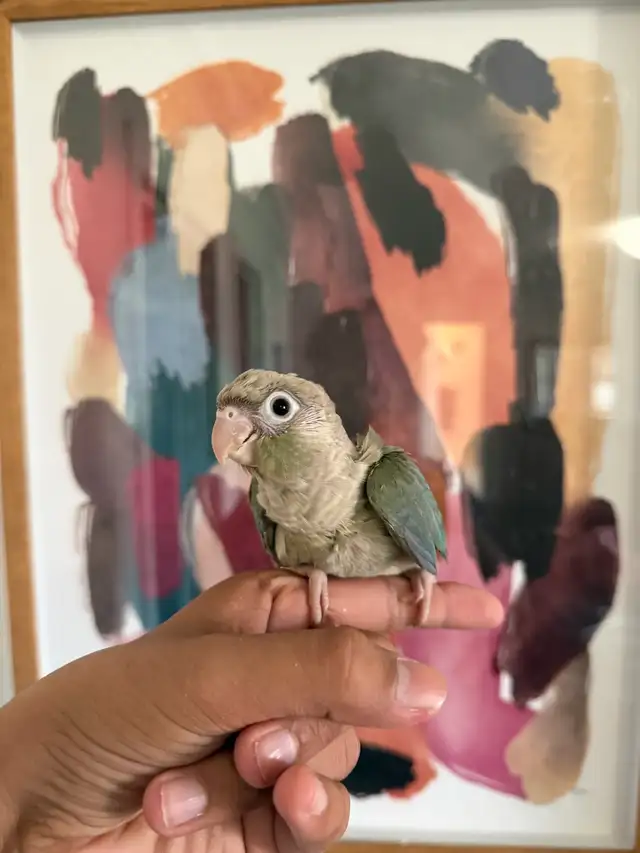 Baby Conures - Photo 7