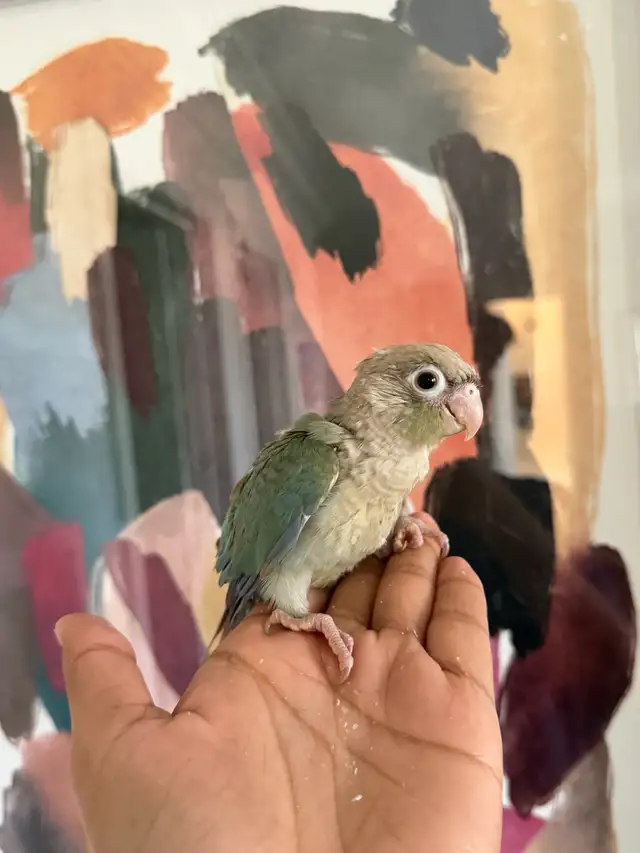 Baby Conures - Photo 9