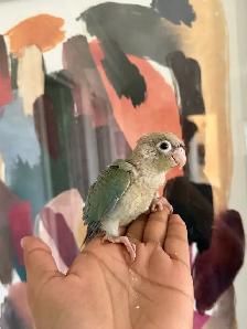 Baby Conures - Photo 9
