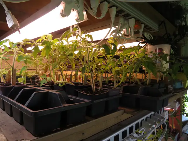 Heirloom tomato plants for sale
