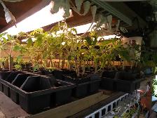 Heirloom tomato plants for sale