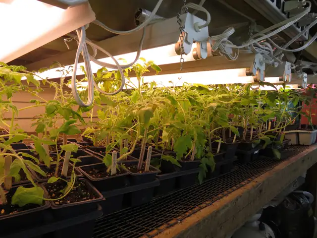 Heirloom tomato plants for sale - Photo 2