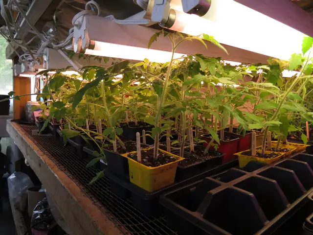 Heirloom tomato plants for sale - Photo 3