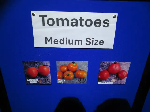 Heirloom tomato plants for sale - Photo 5