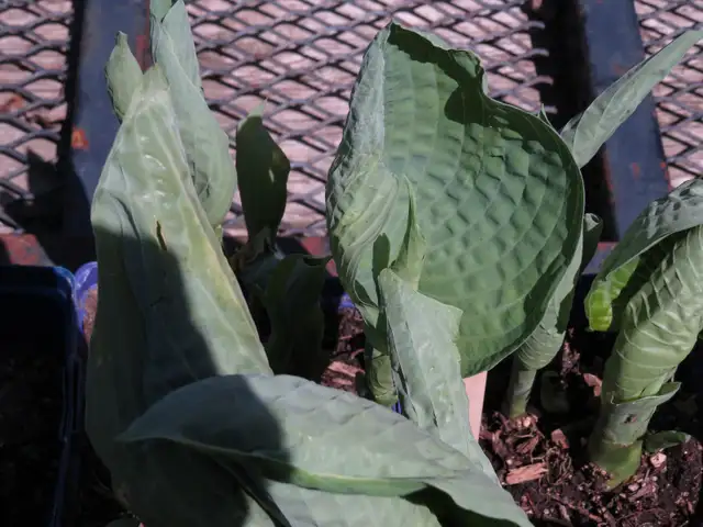 Giant Blue Hosta