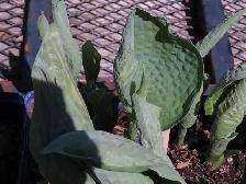 Giant Blue Hosta