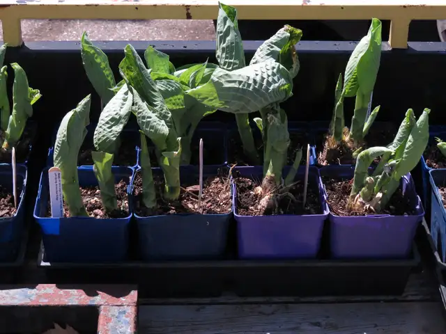Giant Blue Hosta - Photo 2