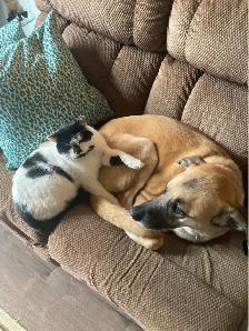 Sweet female dog for rehoming