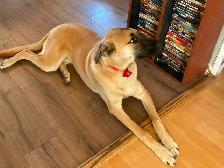 Sweet female dog for rehoming - Photo 2
