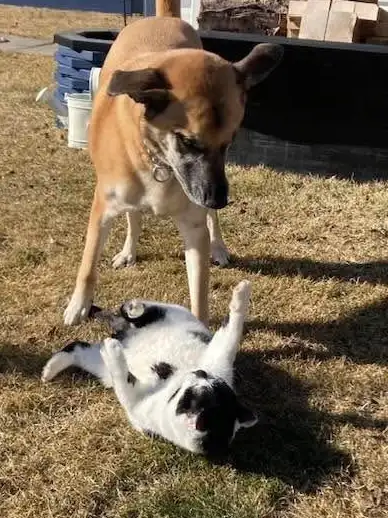 Sweet female dog for rehoming - Photo 3
