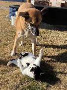 Sweet female dog for rehoming - Photo 3