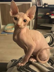 Chaton SPHYNX