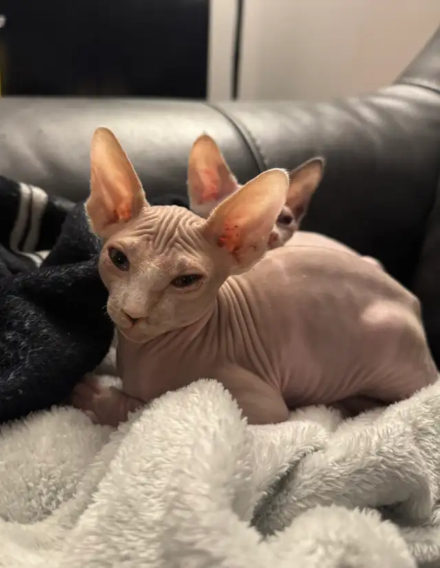 Chaton SPHYNX - Photo 2