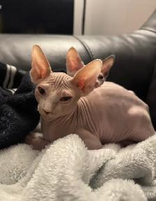 Chaton SPHYNX - Photo 2